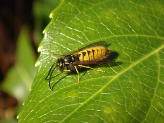 Male wasp (Vespula sp.) resting on a leaf of fatsia japonica
