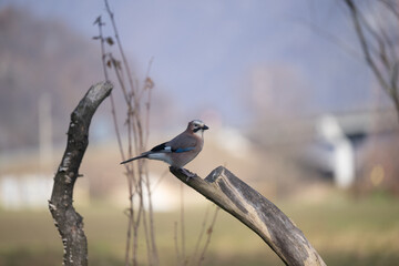 ucelli in volo