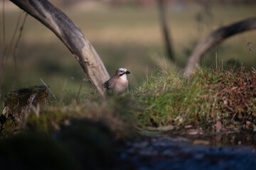 ucelli in volo
