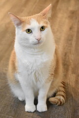 Orange and White Cat