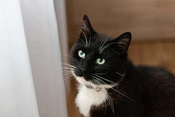 A tuxedo cat with striking green eyes gazes curiously near a softly lit window, showcasing its whiskers and elegant black-and-white coat