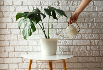 Female hands watering a houseplant monstera from a watering can © Sunlight