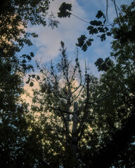 silhouettes of branches with blue sky