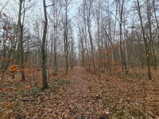 Spaziergang durch den Plänterwald in Berlin Treptow - Herbstsaison 