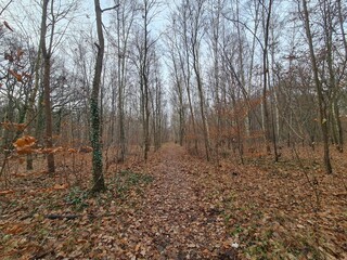 Spaziergang durch den Plänterwald in Berlin Treptow - Herbstsaison 