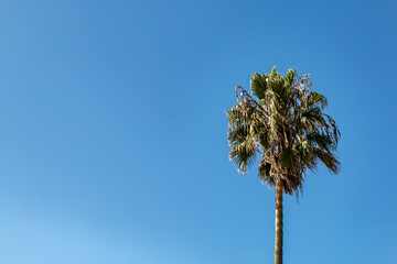 A single palm tree standing tall against a bright and clear blue sky in Los Angeles, California.