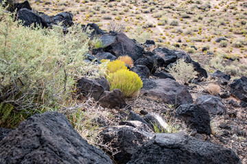 Volcanic rocks and desert vegetation at Petroglyph National Monument in New Mexico