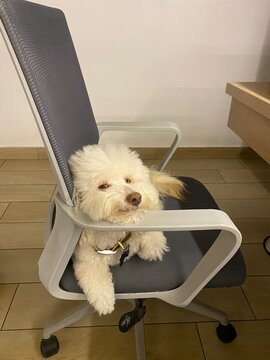 Dog in the chair at home