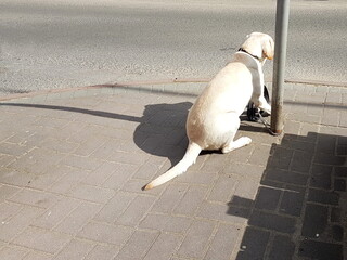 A lonely Labrador dog sits by the road tied to a pole, merciless to the owners. Waiting for better times. Disrespect for pets. A four-legged dog is a friend of man © Xato Lux