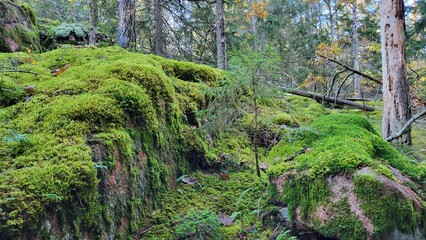 moss on a tree and stone 