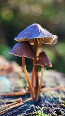 mushrooms close up 