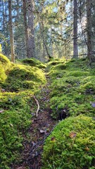Obraz premium path in the forest, green moss covered stone 
