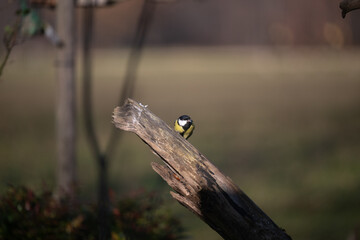 ucelli in volo