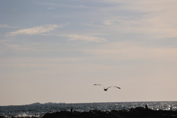 Aves, playa