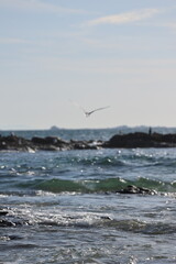 Aves, playa