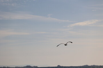 Aves, playa