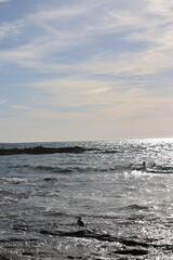 Fototapeta premium Aves, playa