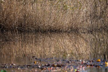 Colorful water reeds reflecting in a pond in autmn, Brussels, Belgium