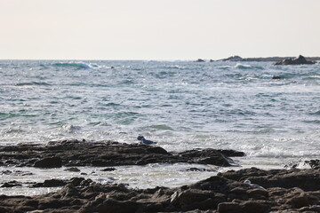 Obraz premium Paisajes, animales