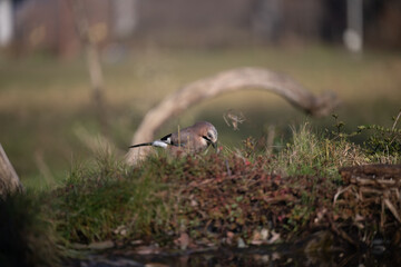ucelli in volo