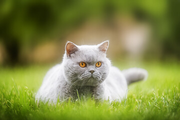 A grey British Shorthair cat with yellow eyes sitting on fresh spring grass.