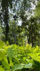 light lamp in the park natural photography 