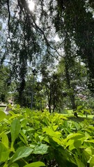 forest in the morning  natural photography 