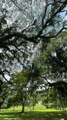 Obraz premium trees in the park