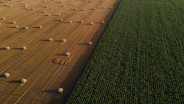 Golden Hay Bales and Green Corn Fields in Harmony