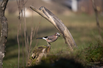 ucelli in volo