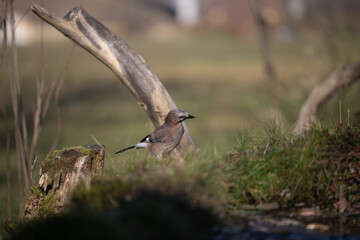 ucelli in volo