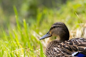 a duck