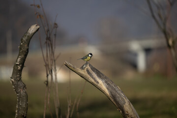 ucelli in volo