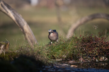 ucelli in volo