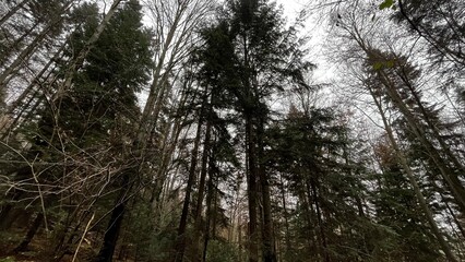 Fototapeta premium trees in the forest