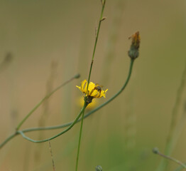 insect in the flower