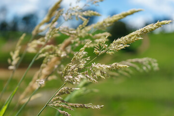 grass in the country side