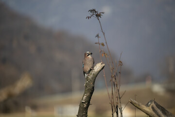 ucelli in volo