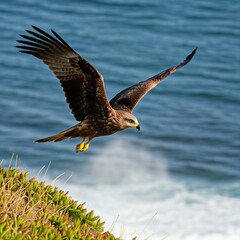 A Black Kite Gliding Over a Coastal Clifftop