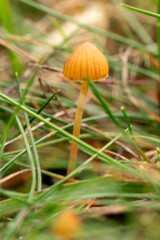 close-up of a Funeral Bell fungus