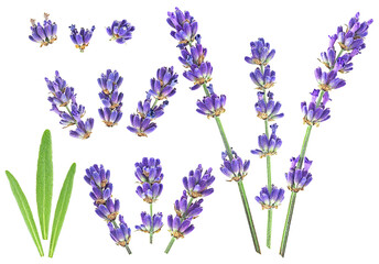 Obraz premium Set of lavender flower and green leaves isolated on a white background, view from above.