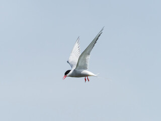 Artic Tern Bird in Flight