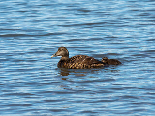 Eider Duck ( Somateria mollissima )