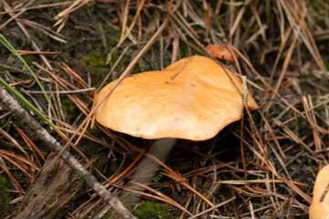 close-up of a single Jersey cow mushroom