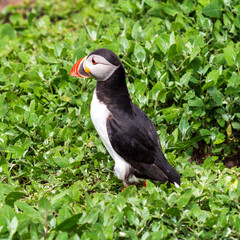 Atlantic Puffin on Farne Island