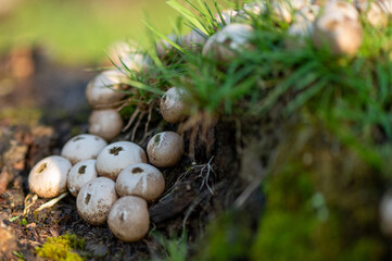 close-up of a group of pear-shaped puffball fungus