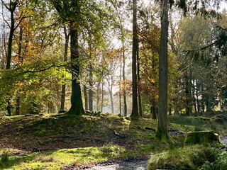 Obraz premium Golden sunlight streaming through a forest clearing, illuminating vibrant autumn leaves and a moss-covered forest floor.