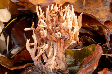 close-up of a large strict-branch coral fungus