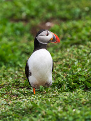 Atlantic Puffin on Farne Island