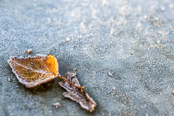 closeup of a frozen leaf on a frozen window